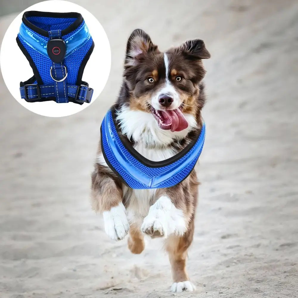 Harnais chien | LED Rechargeable Nuit Sécurité 1
