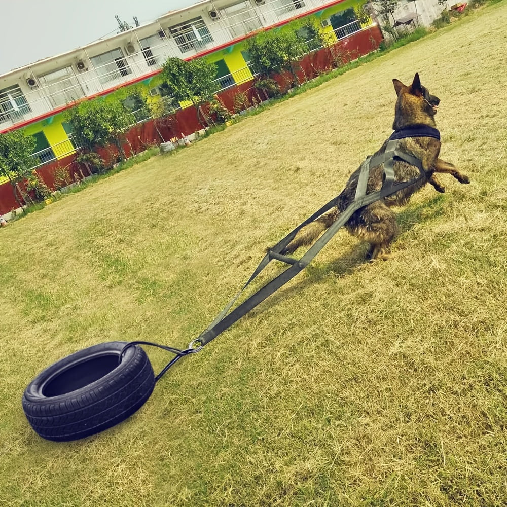 Harnais chien decathlon- Dog Traction Training