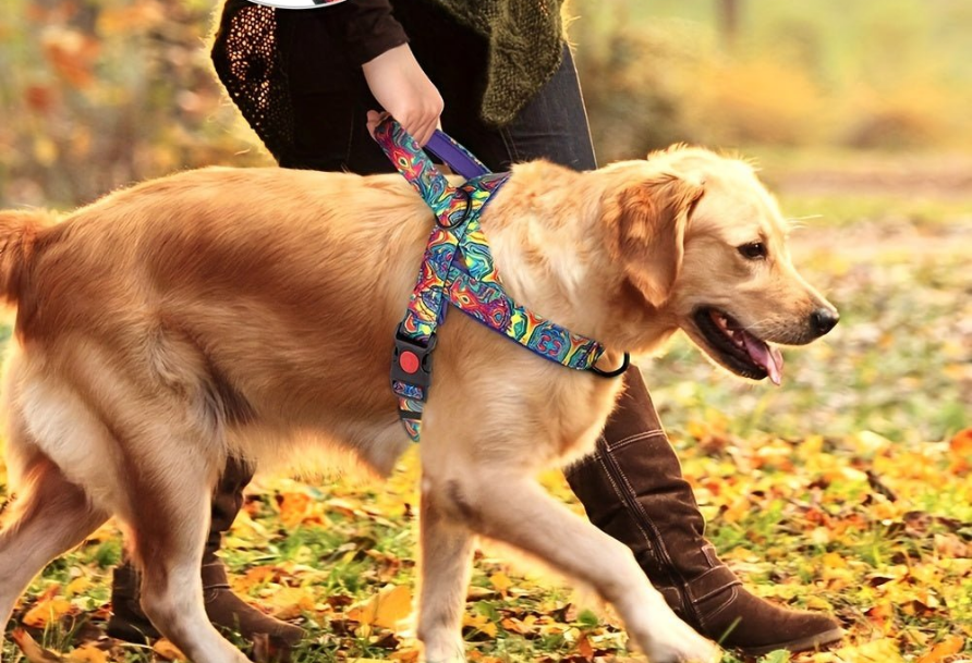 Harnais chien anti traction- Escape-Proof