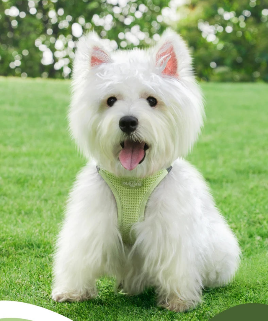 Harnais chien- Breathable Waffle Pet Set