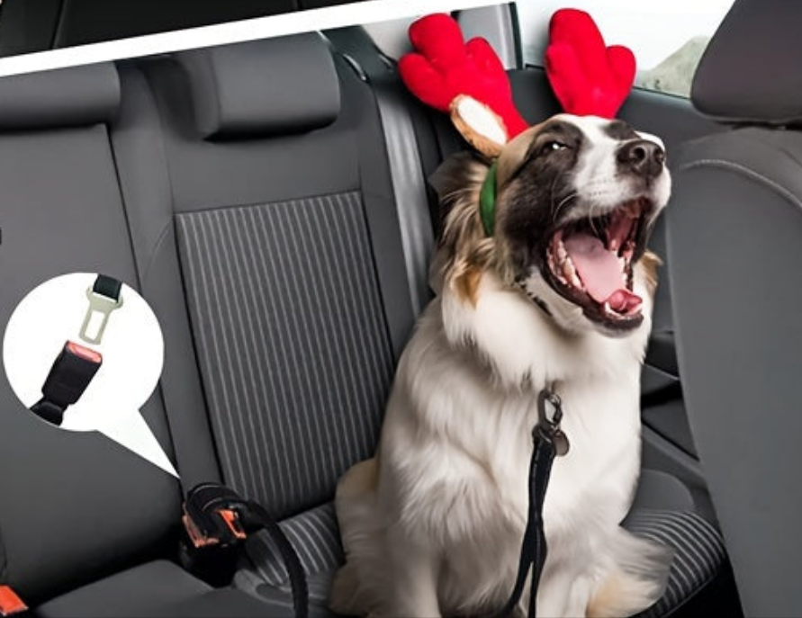 Laisse de chien- Bungee anti traction