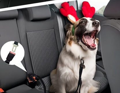 Laisse de chien- Bungee anti traction