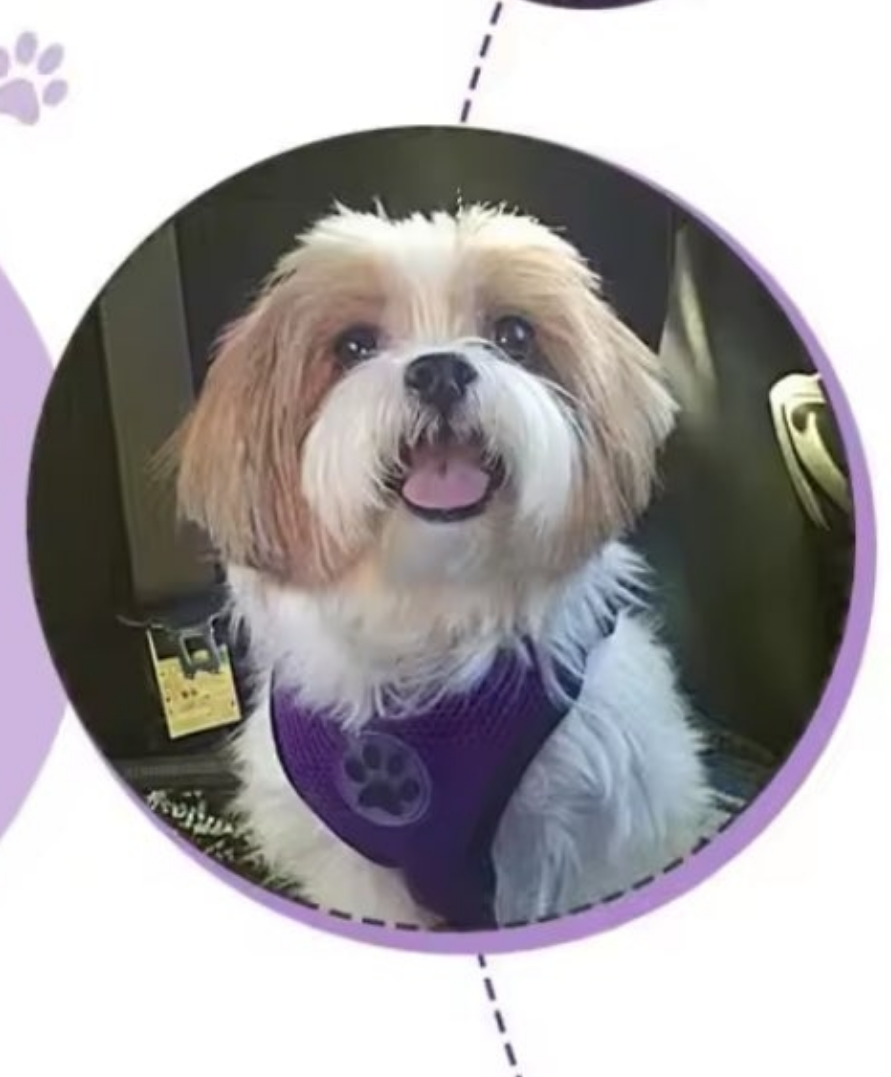 Laisse pour chien- Duo auto Pratico