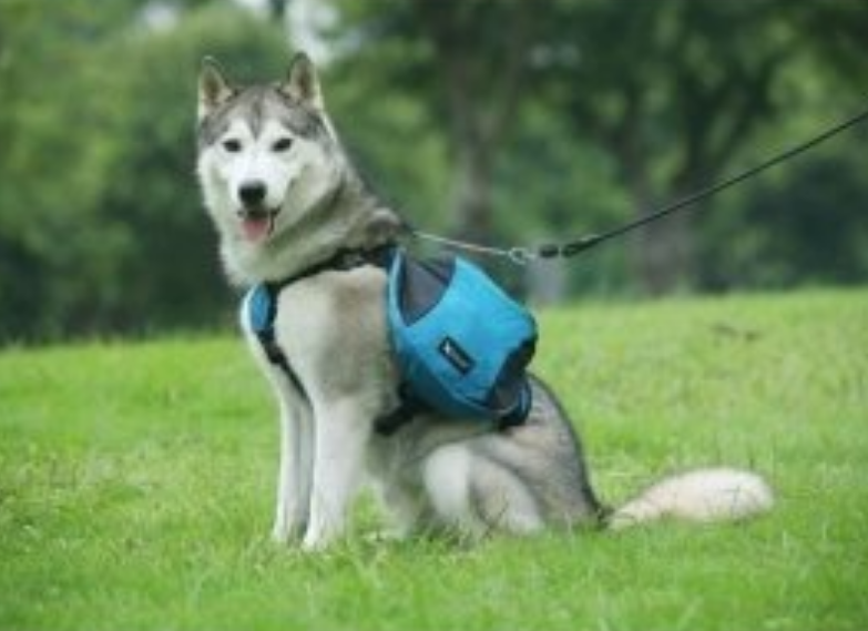 Harnais pour chien - Sac bandes réfléchissantes