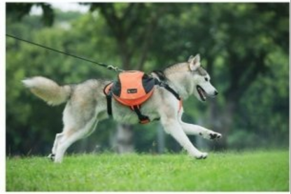 Harnais pour chien - Sac bandes réfléchissantes