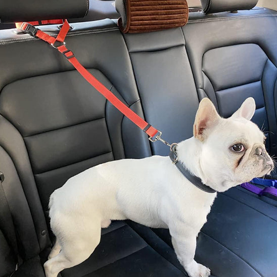 Laisse chien- Ceinture auto-pratico