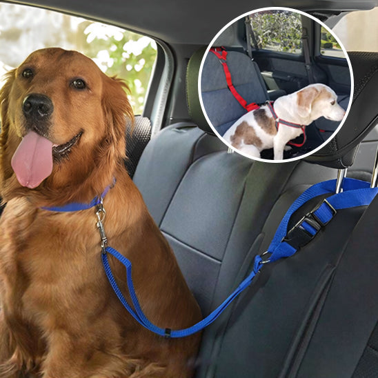 Laisse chien- Ceinture auto-pratico