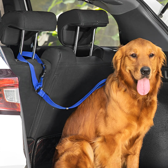 Laisse chien- Ceinture auto-pratico