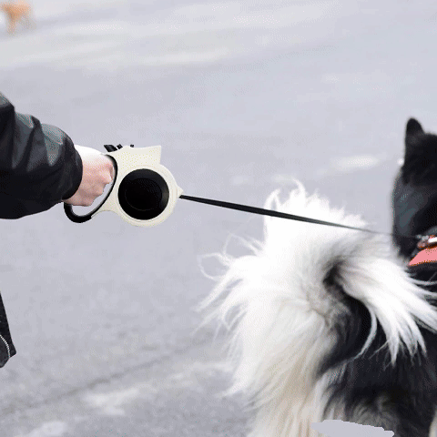 Laisse pour chien-Enroulable Lumineuse