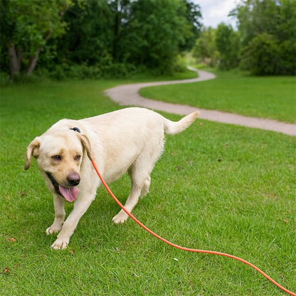 Longe pour chien | DogWalk 4