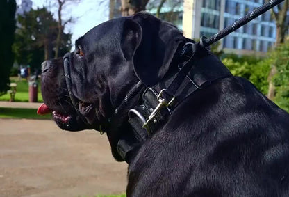 Muselière Anti-Traction | ComfortWalk 1