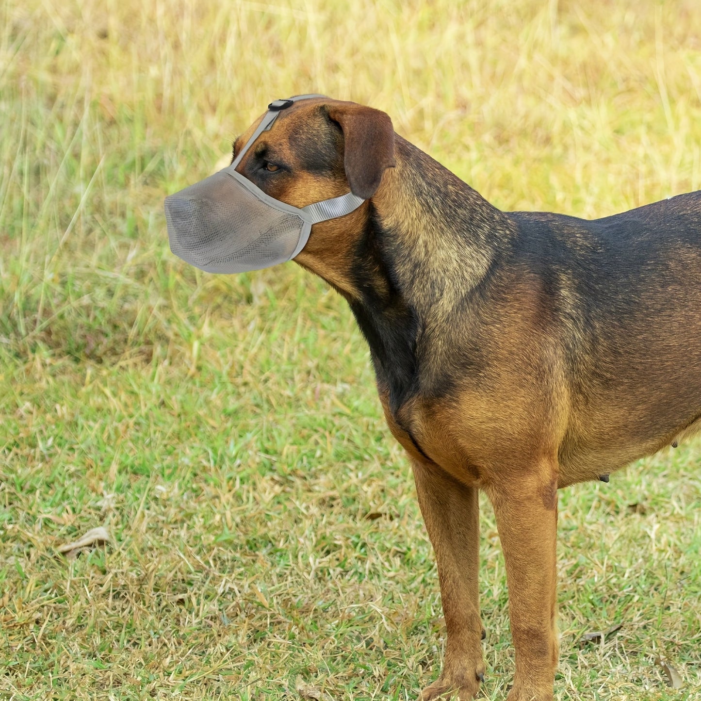 Muselière chien- Universal Fit Dog Muzzle 3