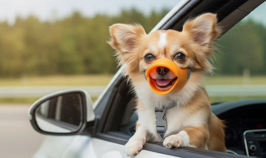 Muselière chien | Canard Silicone 1