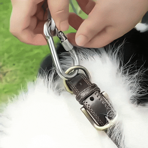 Longe pour chien-Premium wire