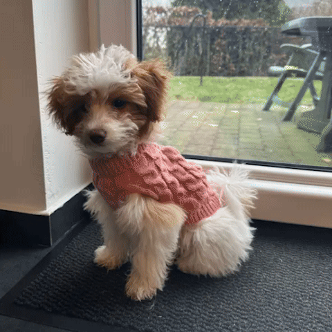 Pull pour chien | Douillet confort