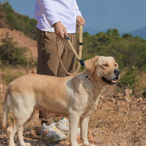 Laisse pour chien- Tactique mousqueton