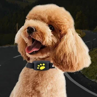 Collier GPS pour chien- Anti-Loss Real-Time Tracking