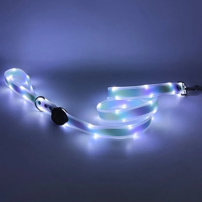 Collier lumineux pour chien | NightGuard
