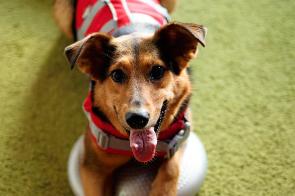 Gilet sauvetage chien-JANPET Dog Life Jacket
