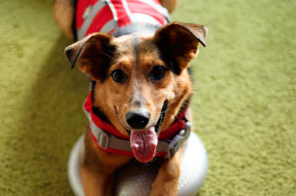 Gilet sauvetage chien-JANPET Dog Life Jacket