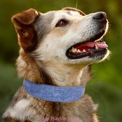 Collier chien cuir | Élégance Confort