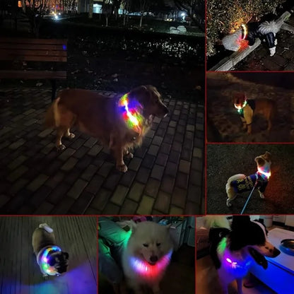 Chien collier lumineux | LED Rechargeable 360°