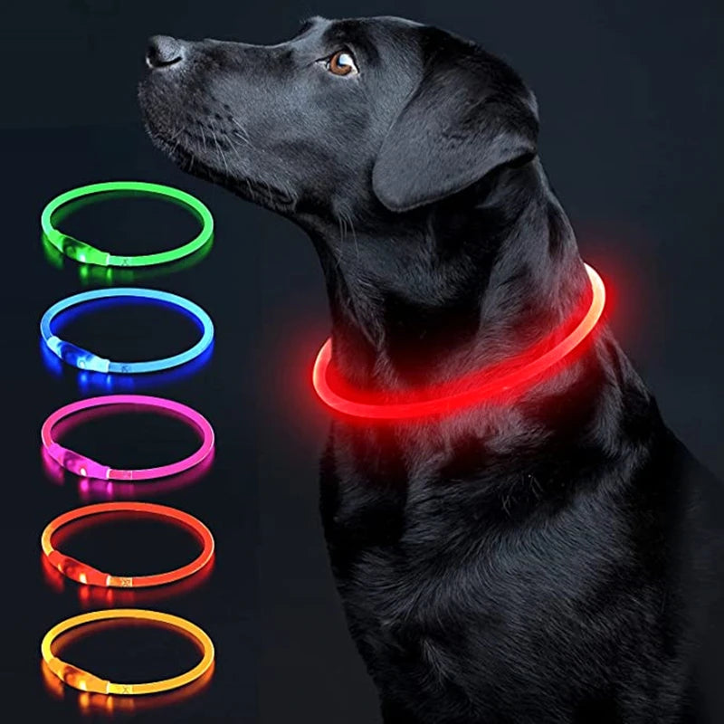 Collier chien lumineux- Led Luminous