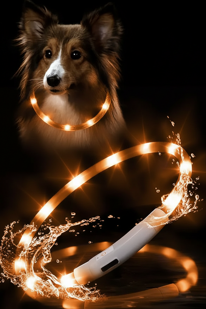 Chien collier lumineux | LED Rechargeable 360°