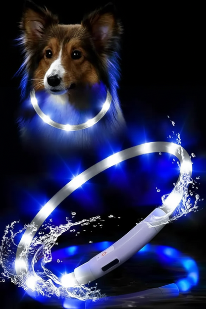 Chien collier lumineux | LED Rechargeable 360°