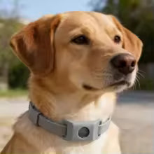 Collier anti puce chien | Naturel aux huiles essentielles