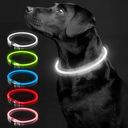 Collier chien lumineux- Led Luminous