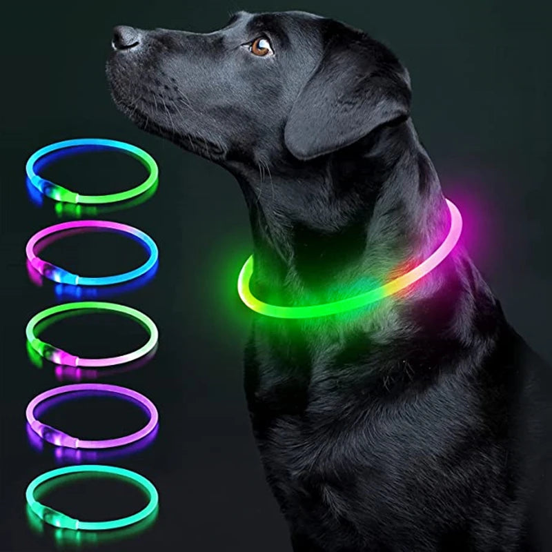 Collier chien lumineux- Led Luminous