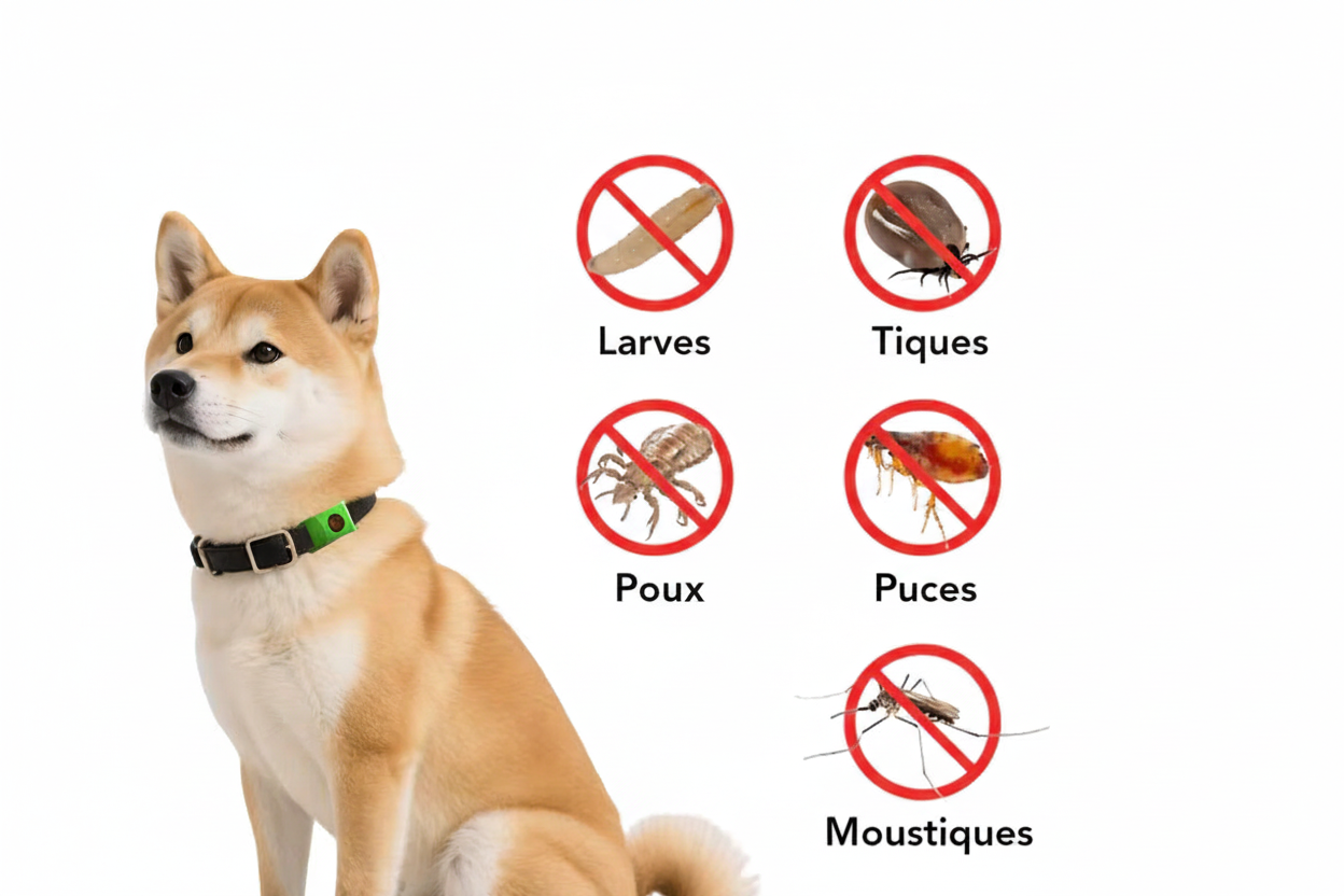 Collier anti puce chien | Naturel 45 jours