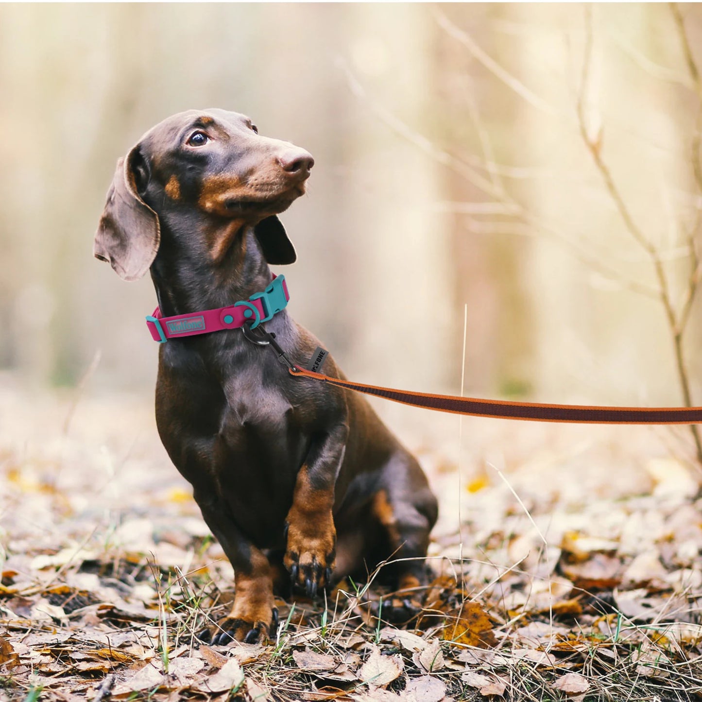 Laisse chien Altrapet Reflex