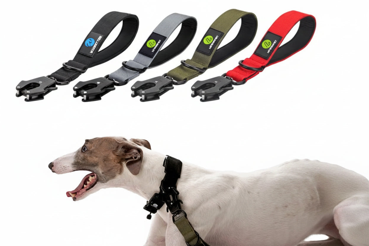 Laisse pour chien | Courte Sécurité