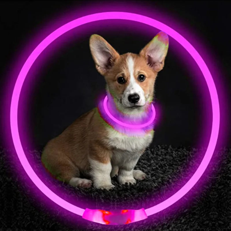 Collier chien lumineux- Led Luminous