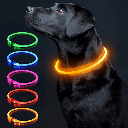 Collier chien lumineux- Led Luminous