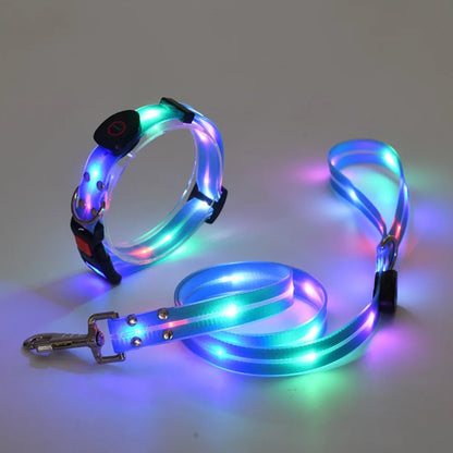 Collier lumineux pour chien | NightGuard