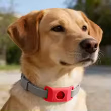 Collier anti puce chien | Naturel aux huiles essentielles