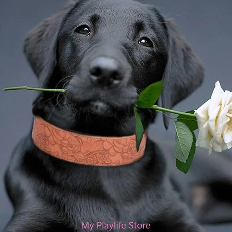 Collier chien cuir | Élégance Confort
