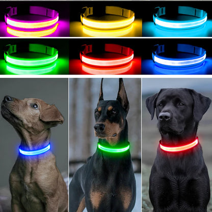 Collier lumineux chien- COOYOMOO