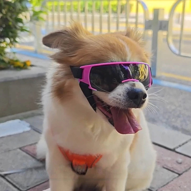 Lunettes pour chien | Protection UV Style
