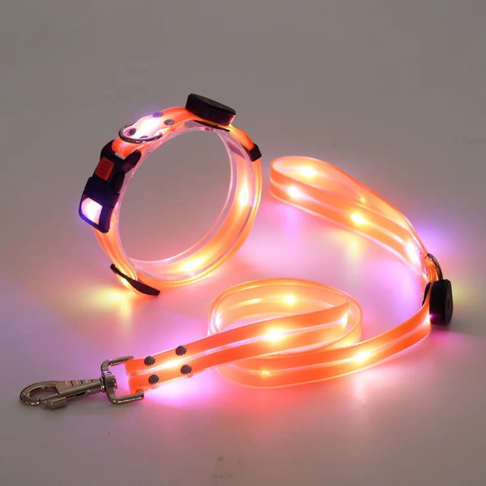 Collier lumineux pour chien | NightGuard