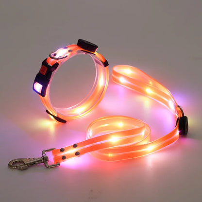 Collier lumineux pour chien | NightGuard