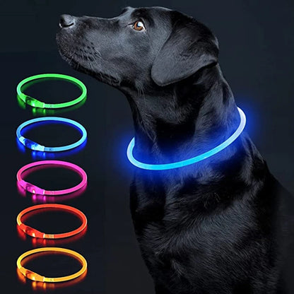 Collier chien lumineux- Led Luminous