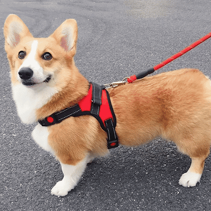 Harnais chien anti traction- Halter de base
