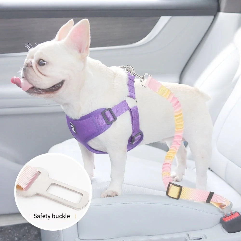 Laisse pour chien- Absorption choc pour voiture