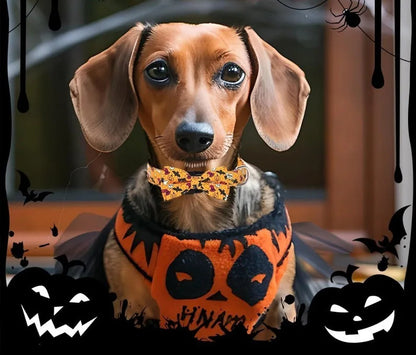 collier chien | Halloween Festif