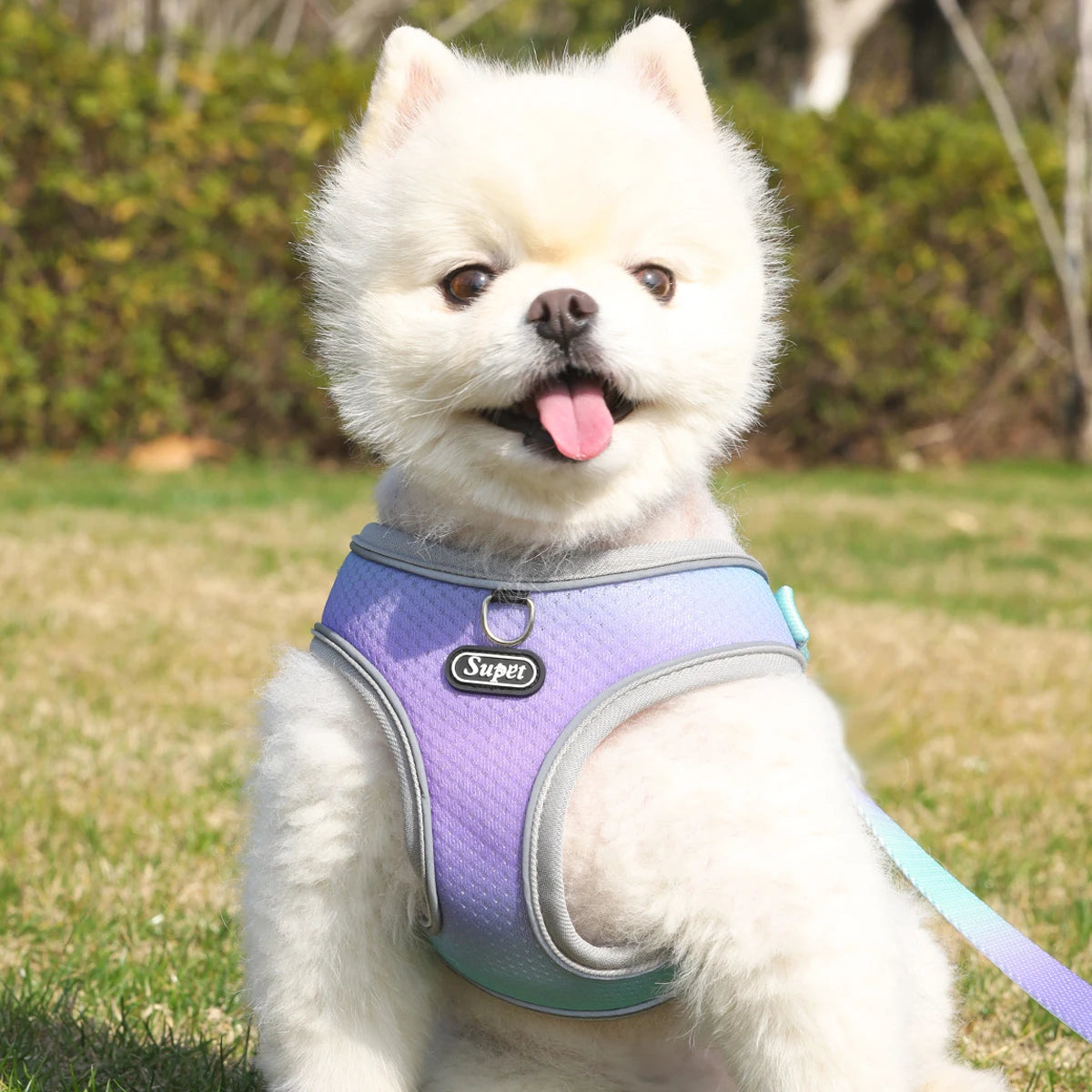 Harnais chien- Supet