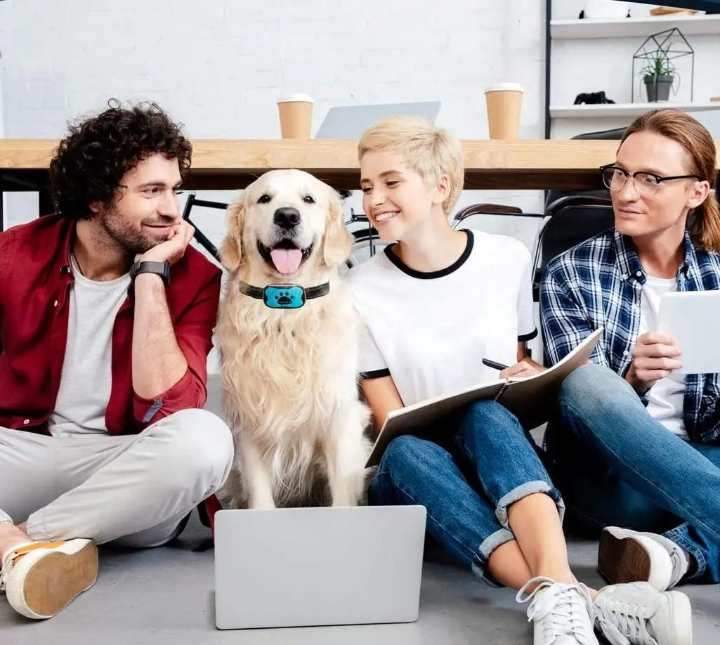 Collier de dressage pour chien- Vibration Anti Bark